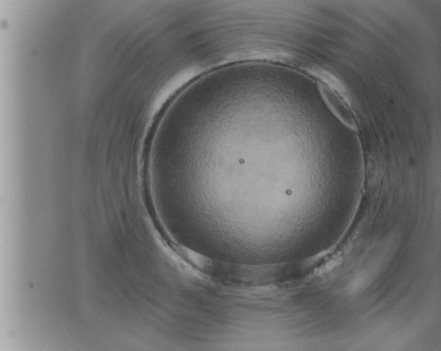 X0000063511135200601271804