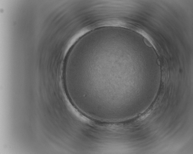 X0000063511139200601271804