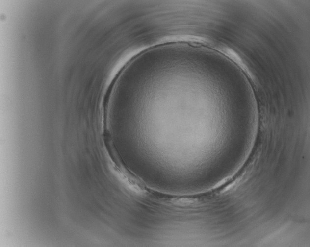 X0000063511140200601271804