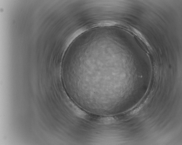 X0000063511186200601271803