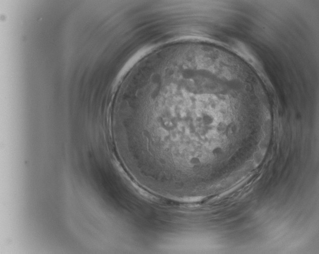 X0000063511199200601271803