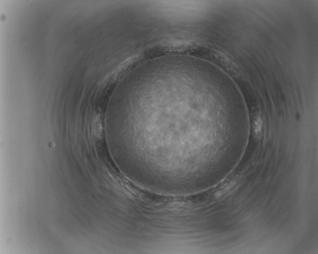 X0000063511204200601271802