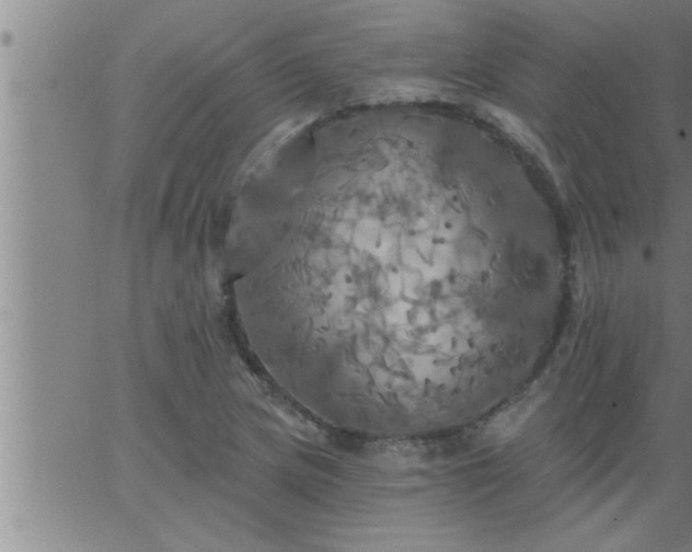 X0000063511217200601271802