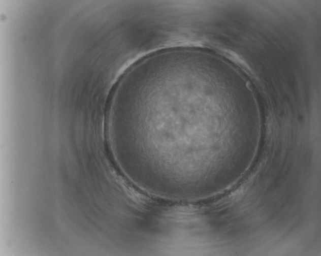 X0000063511220200601271802