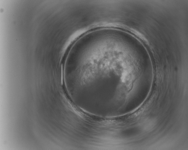 X0000063511223200601271802