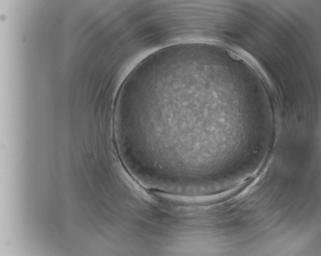 X0000063511244200601271803