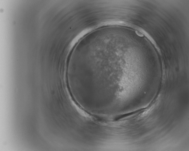 X0000063511245200601271803