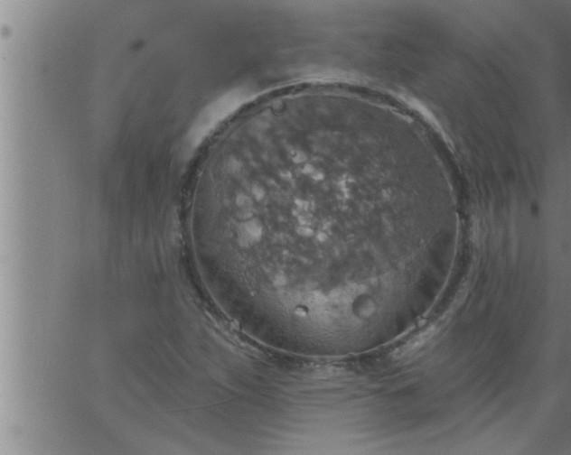 X0000063511263200601271802