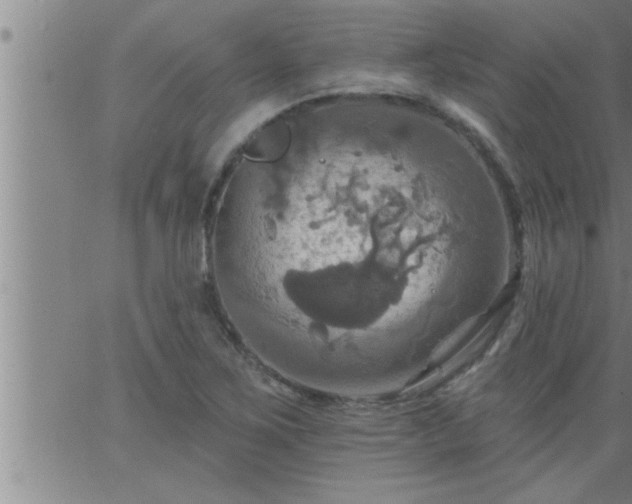 X0000063511267200601271801