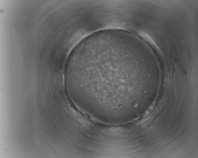 X0000063511268200601271801