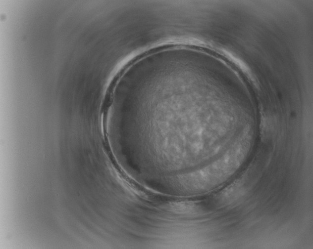 X0000063511272200601271801