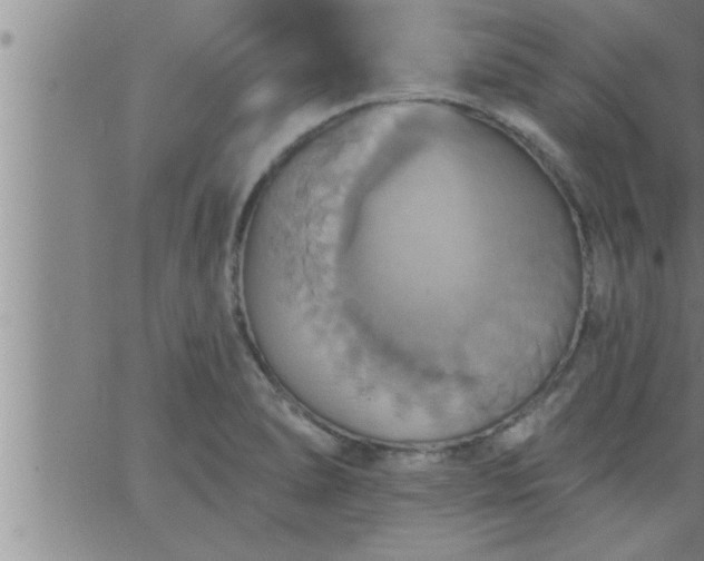 X0000063511278200601271801