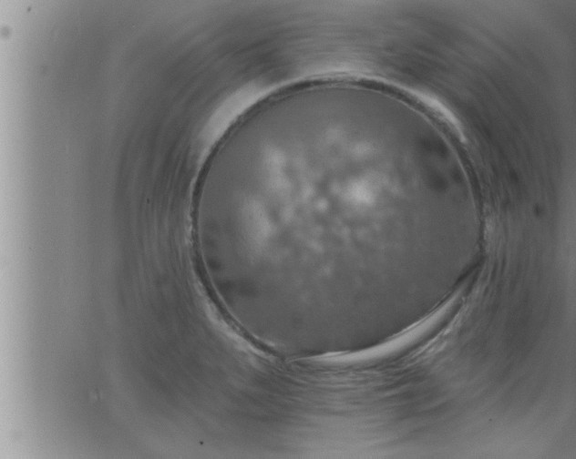 X0000063511279200601271801