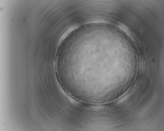 X0000063511282200601271801