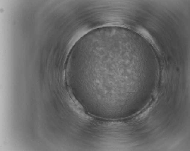 X0000063511284200601271801