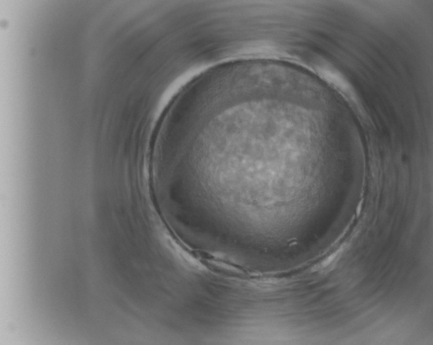 X0000063511288200601271801