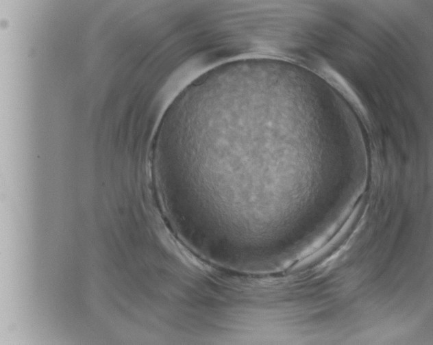 X0000063511292200601271801