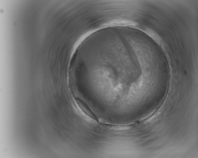 X0000063511296200601271801