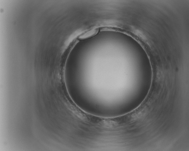 X0000063511312200601271800