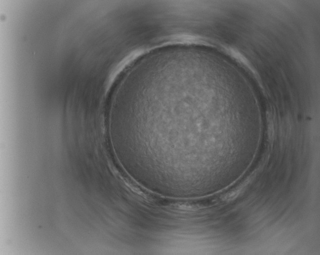 X0000063511318200601271801