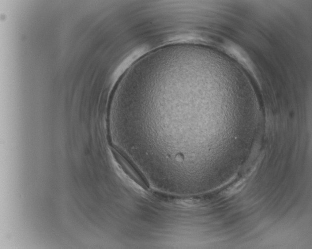 X0000063511330200601271801