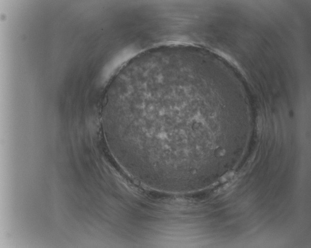 X0000063511359200601271800