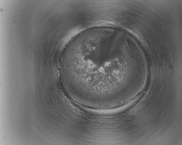 X0000063511363200601271800