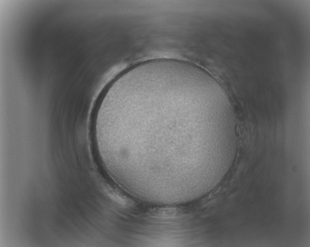 X0000063510104200602032054