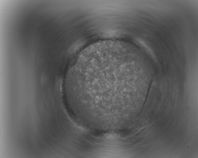 X0000063510115200602032053