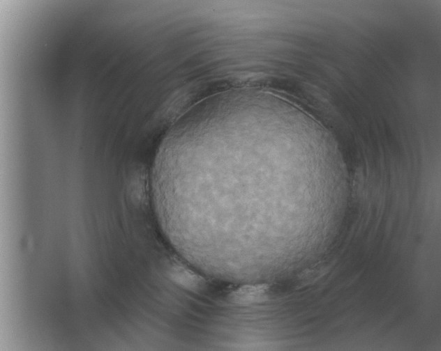 X0000063510138200602032053