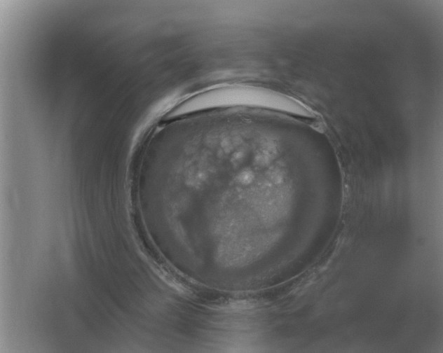 X0000063510149200602032052