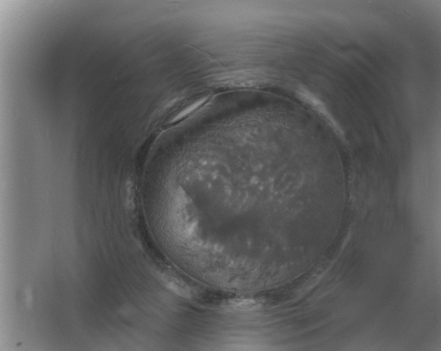 X0000063510161200602032052