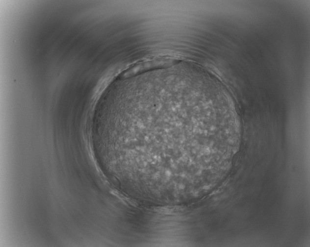 X0000063510241200602032050