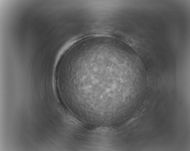 X0000063510294200602032050