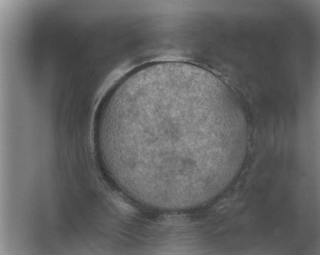 X0000063510296200602032050