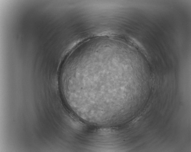 X0000063510298200602032050