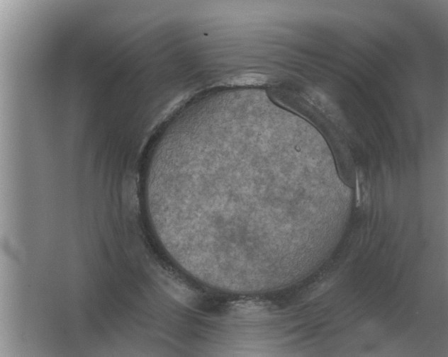 X0000063510300200602032050