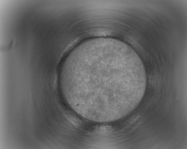 X0000063510304200602032050