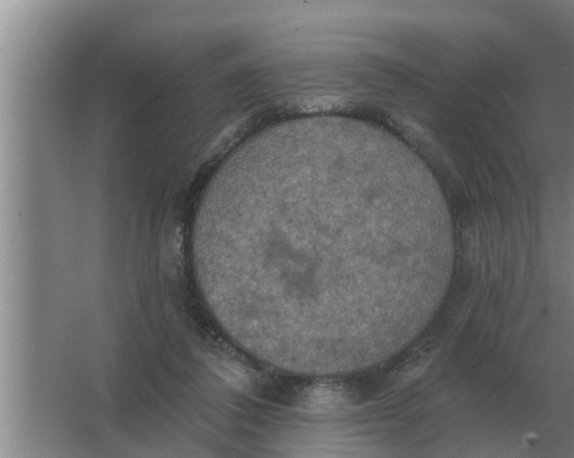 X0000063510308200602032050