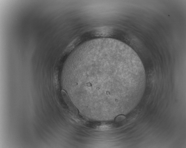 X0000063510312200602032050