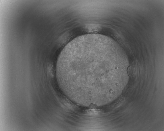 X0000063510316200602032050