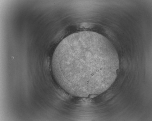 X0000063510328200602032050