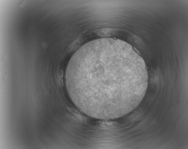 X0000063510332200602032050