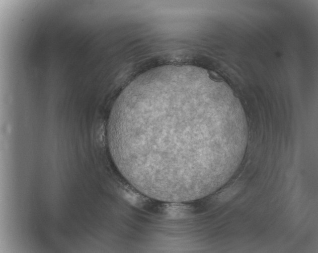 X0000063510336200602032050