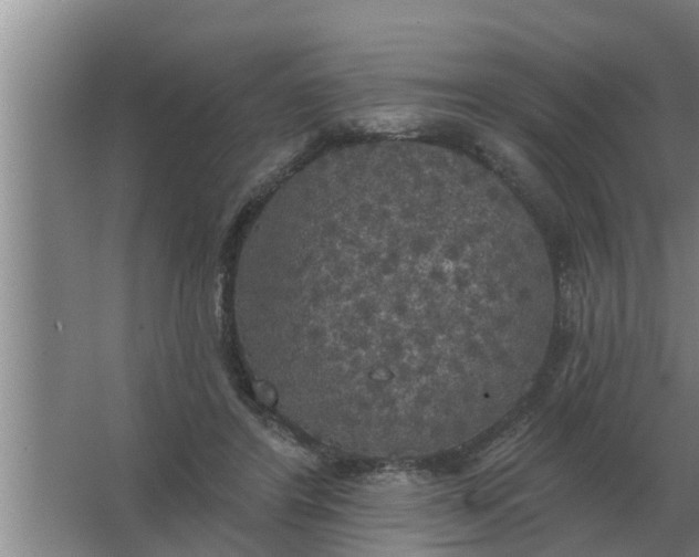 X0000063510404200602032049