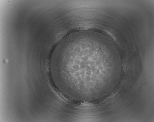 X0000063510455200602032048