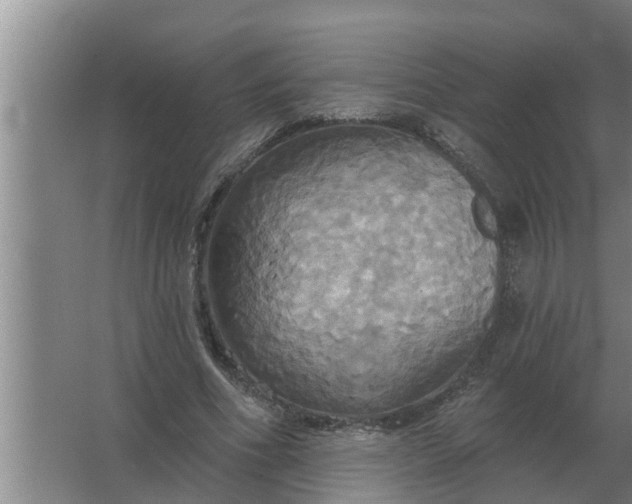 X0000063510586200602032045