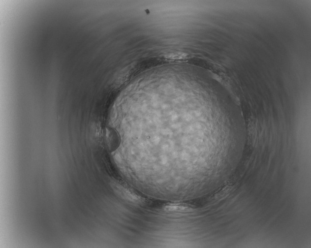 X0000063510614200602032045