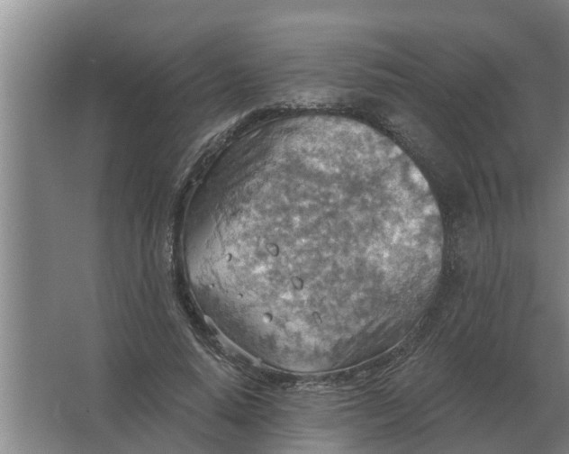 X0000063510640200602032044