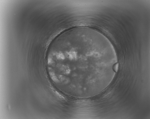 X0000063510721200602032042